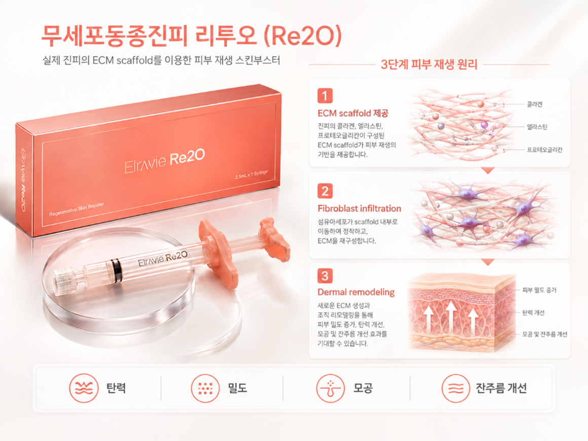 리투오 조직 재생 메커니즘
