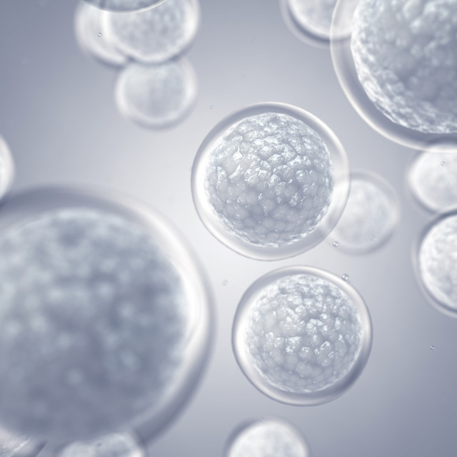 Stem Cell