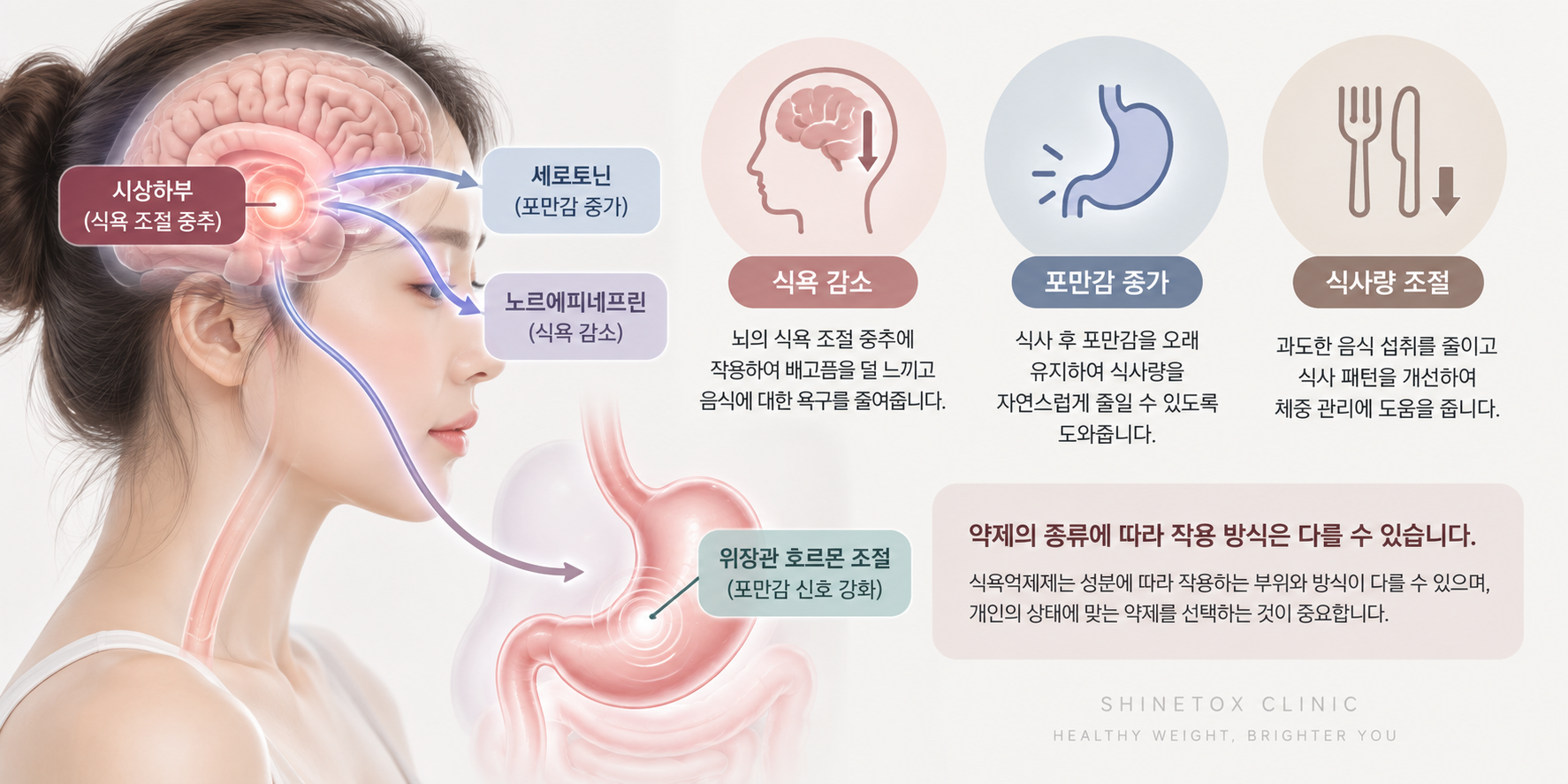식욕억제제 작용원리