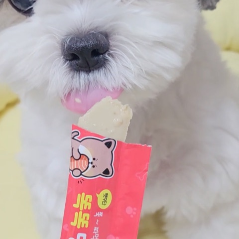 영양스틱을 맛있게 먹는 강아지