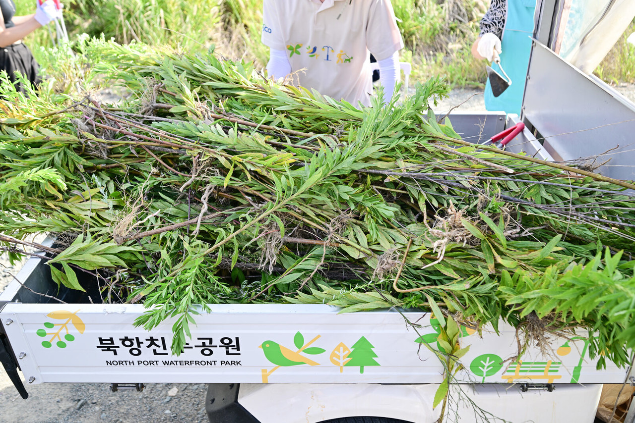 「북항친수공원」 로고가 붙은 운반차 짐칸에 뽑아낸 양미역취가 가득 실려 있는 모습