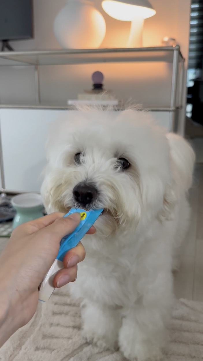 영양스틱을 맛있게 먹는 강아지
