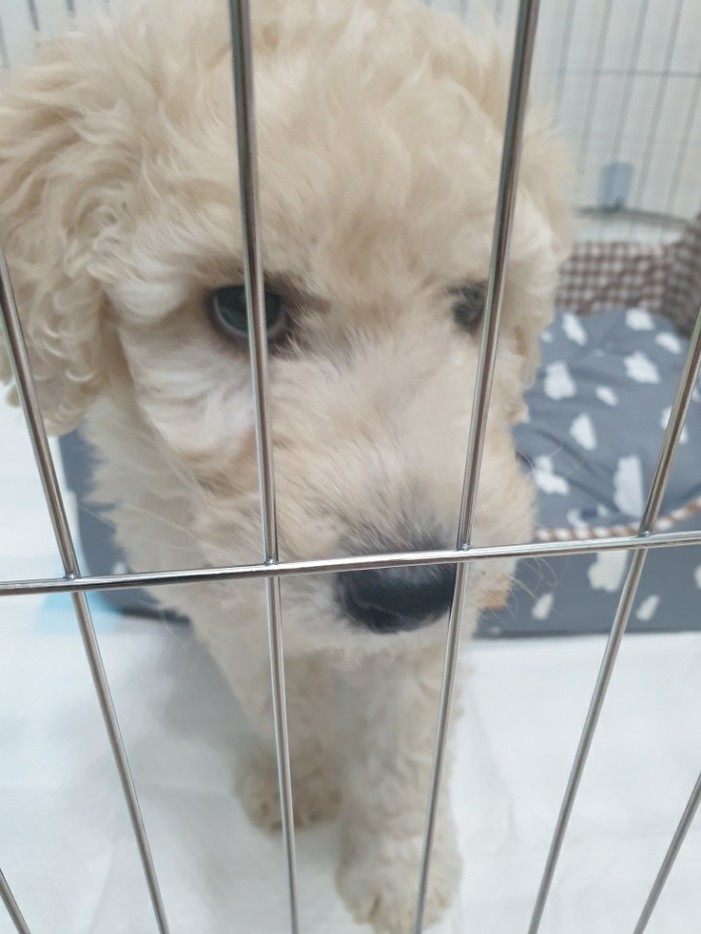 스탠다드푸들분양 후기 실제 후기 사진
