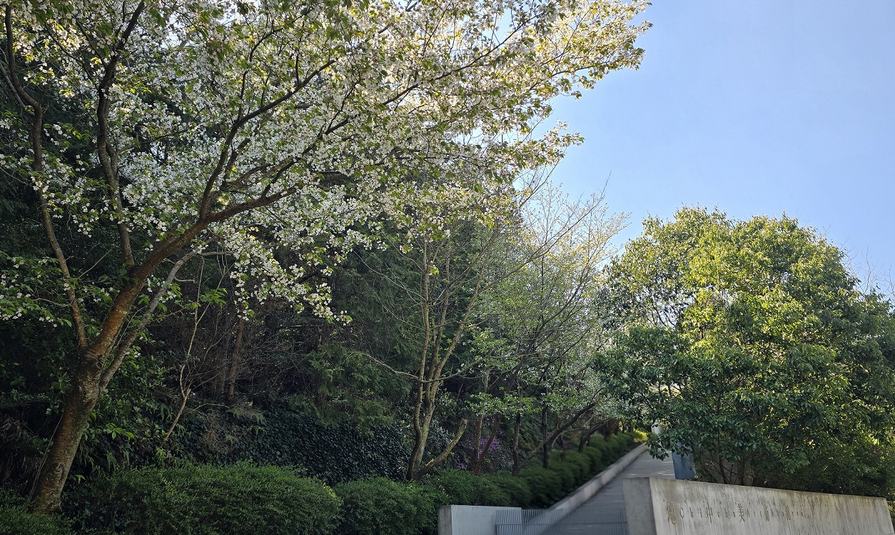 소규모 일본 프리미엄 나오시마 안도다다오 데시마 다카마쓰 오카야마미관지구 예술 미술 건축 기행 4박5일 패키지