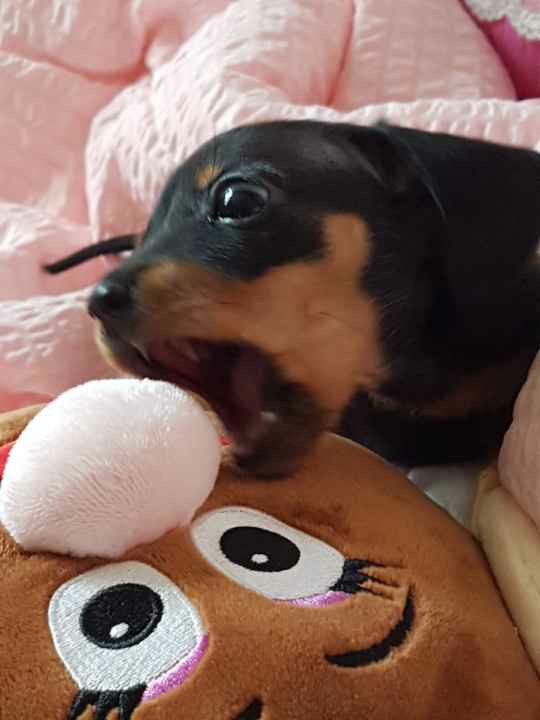 닥스훈트분양 후기 실제 후기 사진