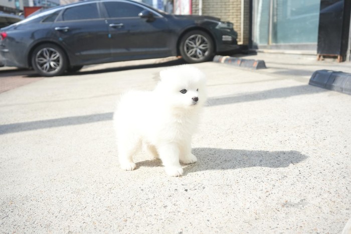 큰개닷컴 사모예드 분양 안내 사진 1