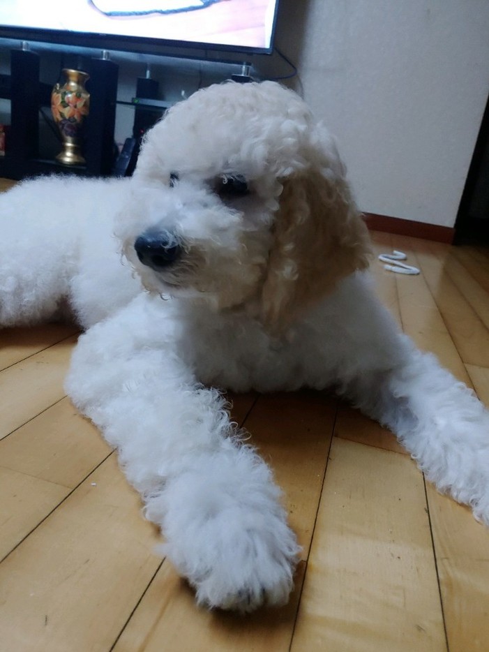 스탠다드푸들분양 후기 실제 후기 사진