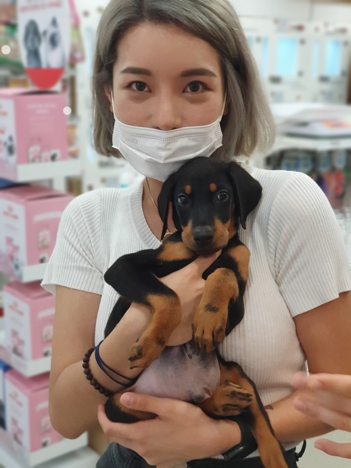 도베르만분양 후기 실제 후기 사진