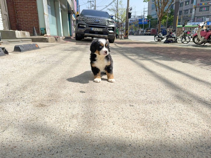 큰개닷컴 버니즈마운틴독 분양 안내 사진 2
