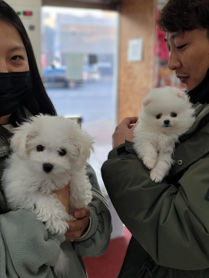비숑프리제, 포메라니안분양 후기 실제 후기 사진