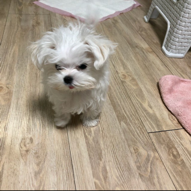 말티즈분양 후기 실제 후기 사진