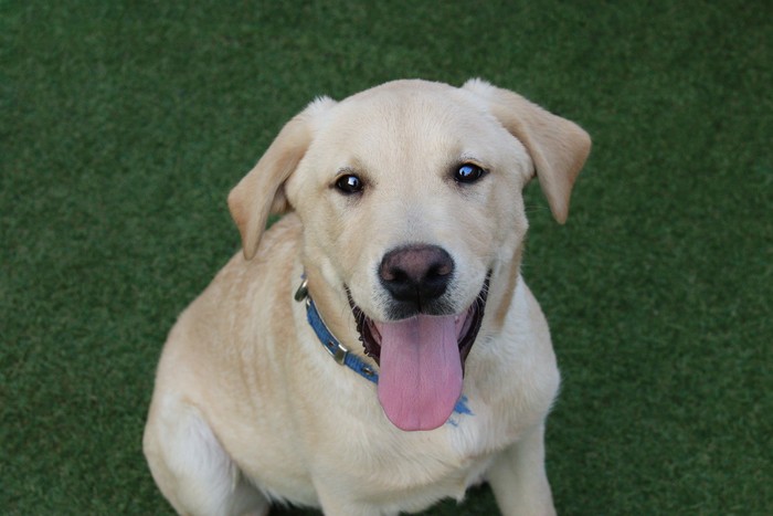 큰개닷컴 골든리트리버 분양 안내 사진 22