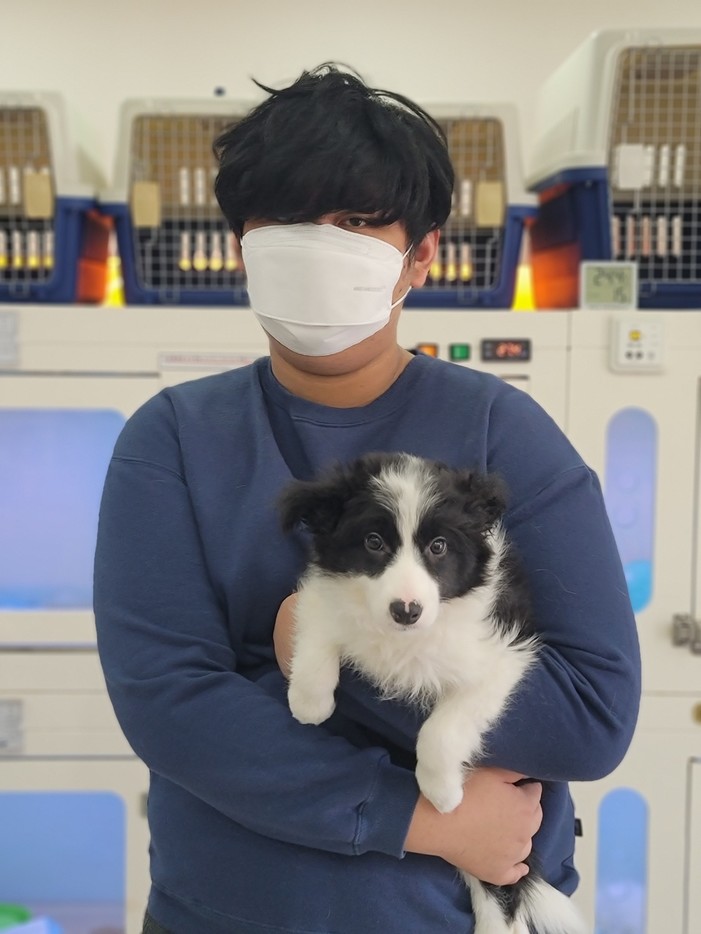 보더콜리분양 후기 실제 후기 사진