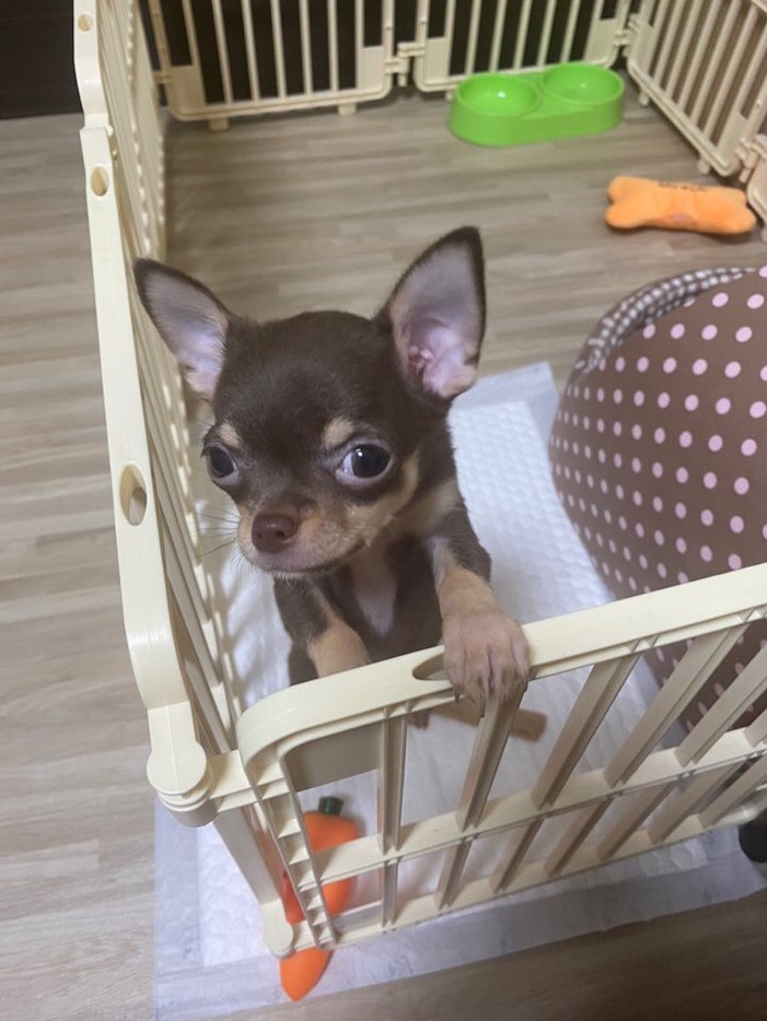 치와와분양 후기 실제 후기 사진