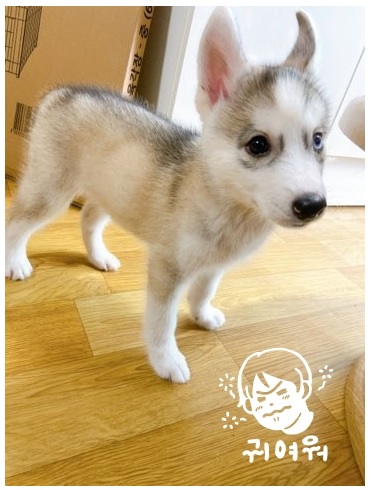 실버화이트 색상의 시베리안허스키분양 후기사진 실제 후기 사진
