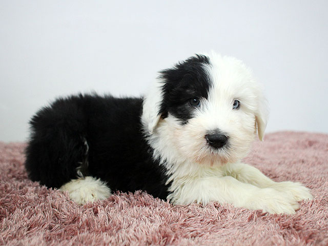 큰개닷컴 올드잉글리쉬쉽독 분양 안내 사진 15