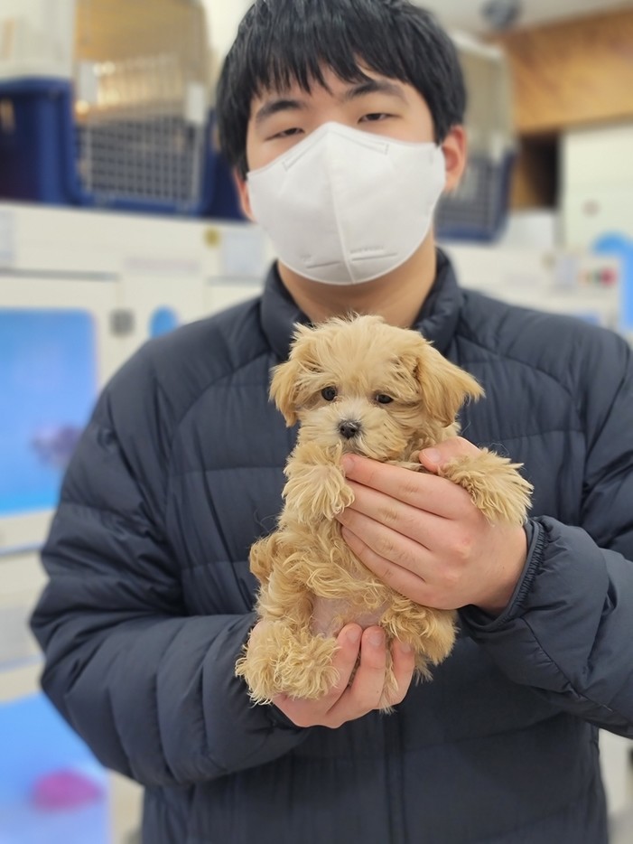 말티푸분양 후기 실제 후기 사진