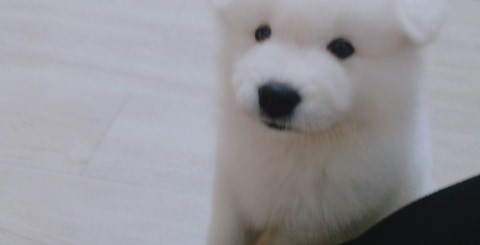 사모예드분양 후기 실제 후기 사진