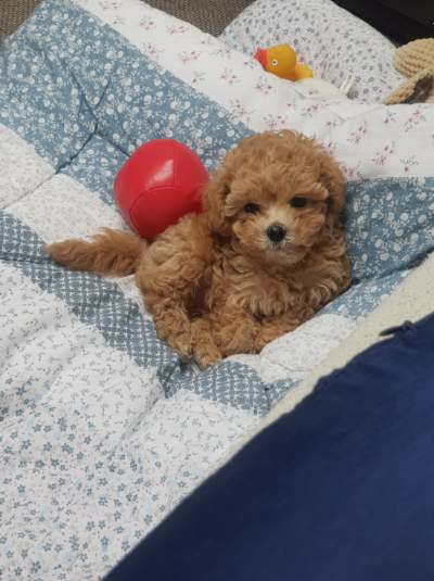 말티푸분양 후기 실제 후기 사진