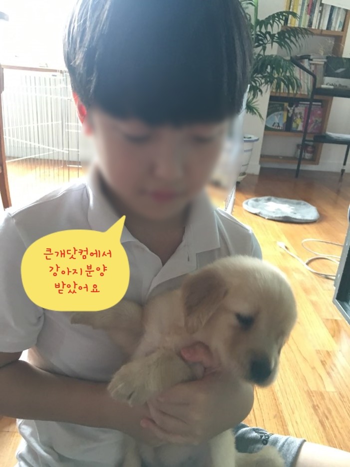 골든리트리버분양 후기 실제 후기 사진