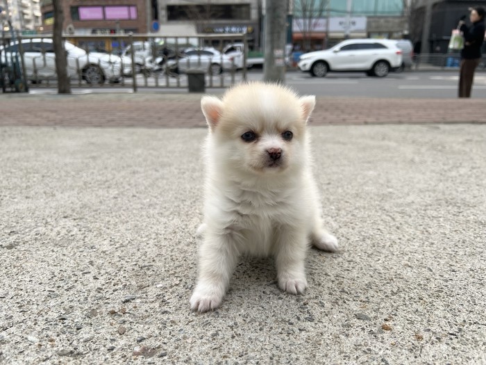 폼스키 · 원본 소개 174931595