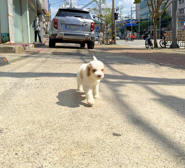 골든두들 · 원본 소개 174931585