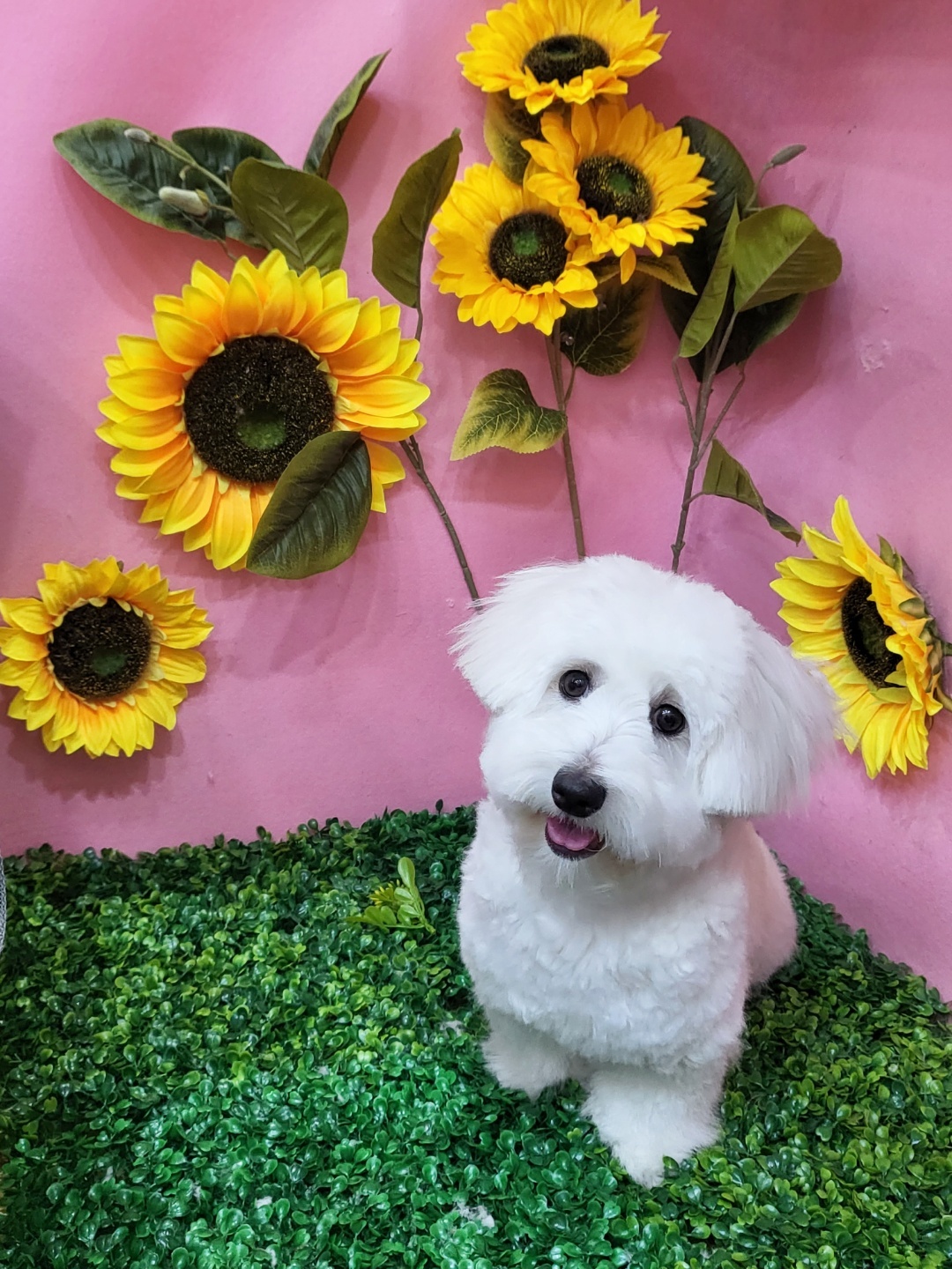 너무너무 이쁘게 미용한 사진을 보내주셨어요!