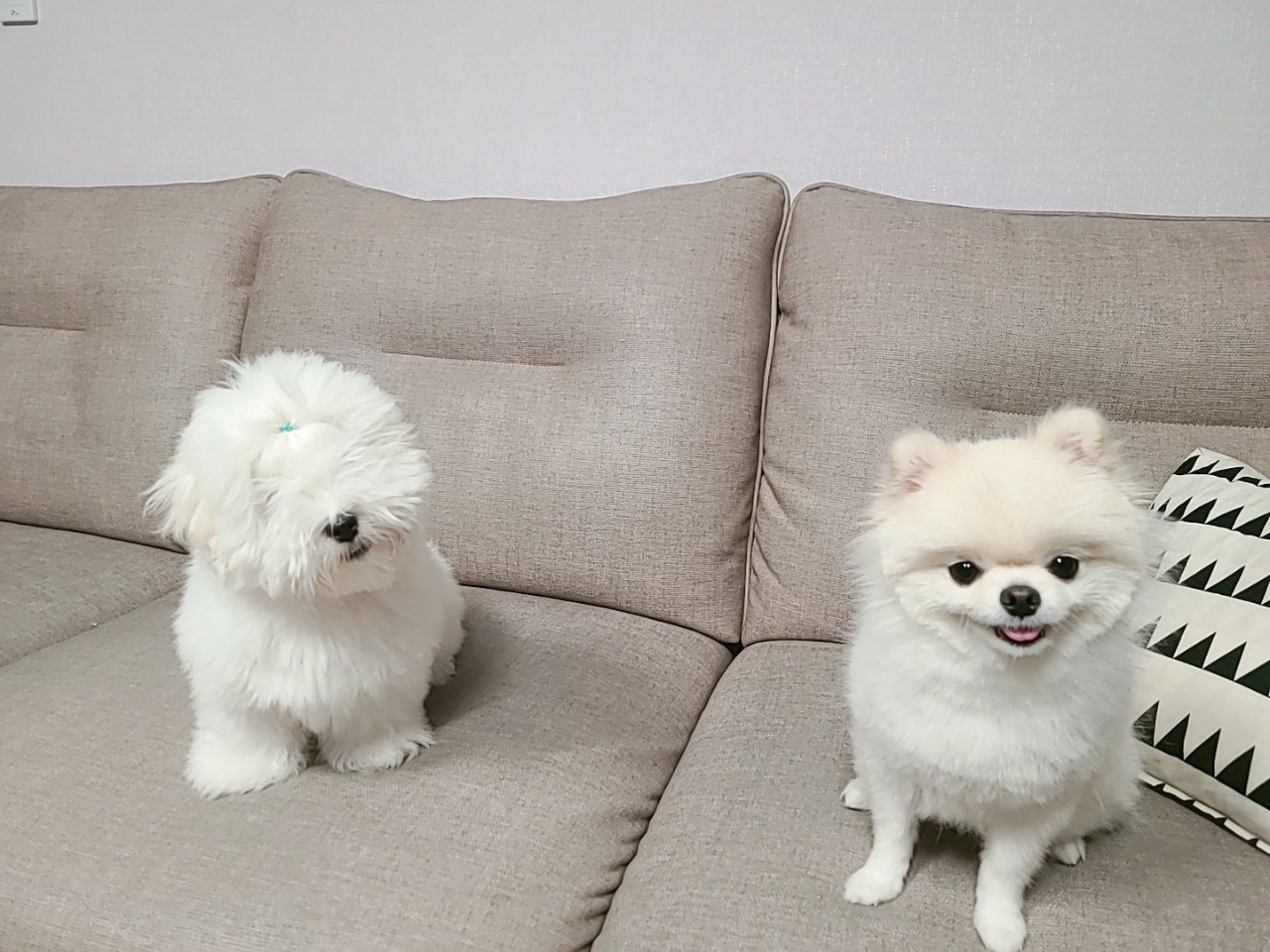 포메라니안의 새로운친구 꼬똥드툴레아에요!