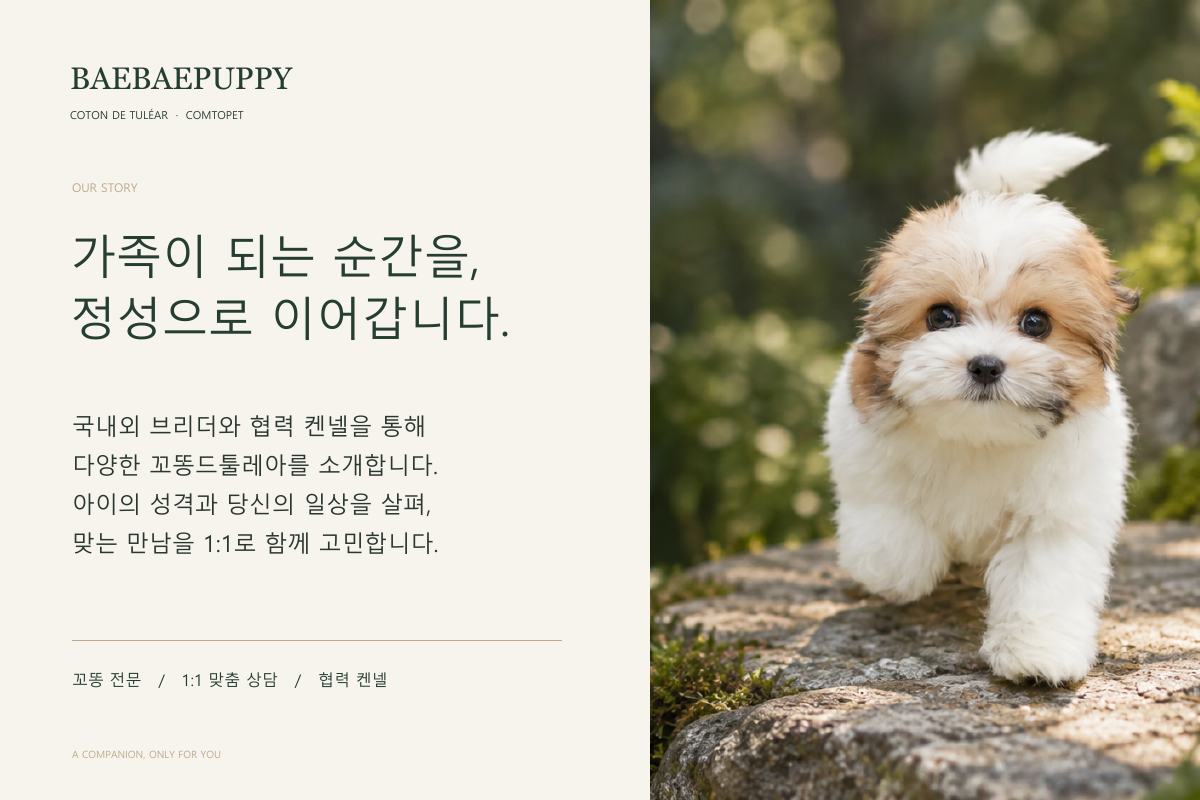 BAEBAEPUPPY · COTON DE TULÉAR · COMTOPET. 오직 당신을 위한, 하나의 만남. 꼬똥드툴레아에 집중해 온 경험으로 아이와 가족의 만남을 안내합니다. 국내외 브리더·켄넬과의 협력, 일대일 상담을 통해 가족의 일상에 어울리는 아이를 함께 찾습니다.