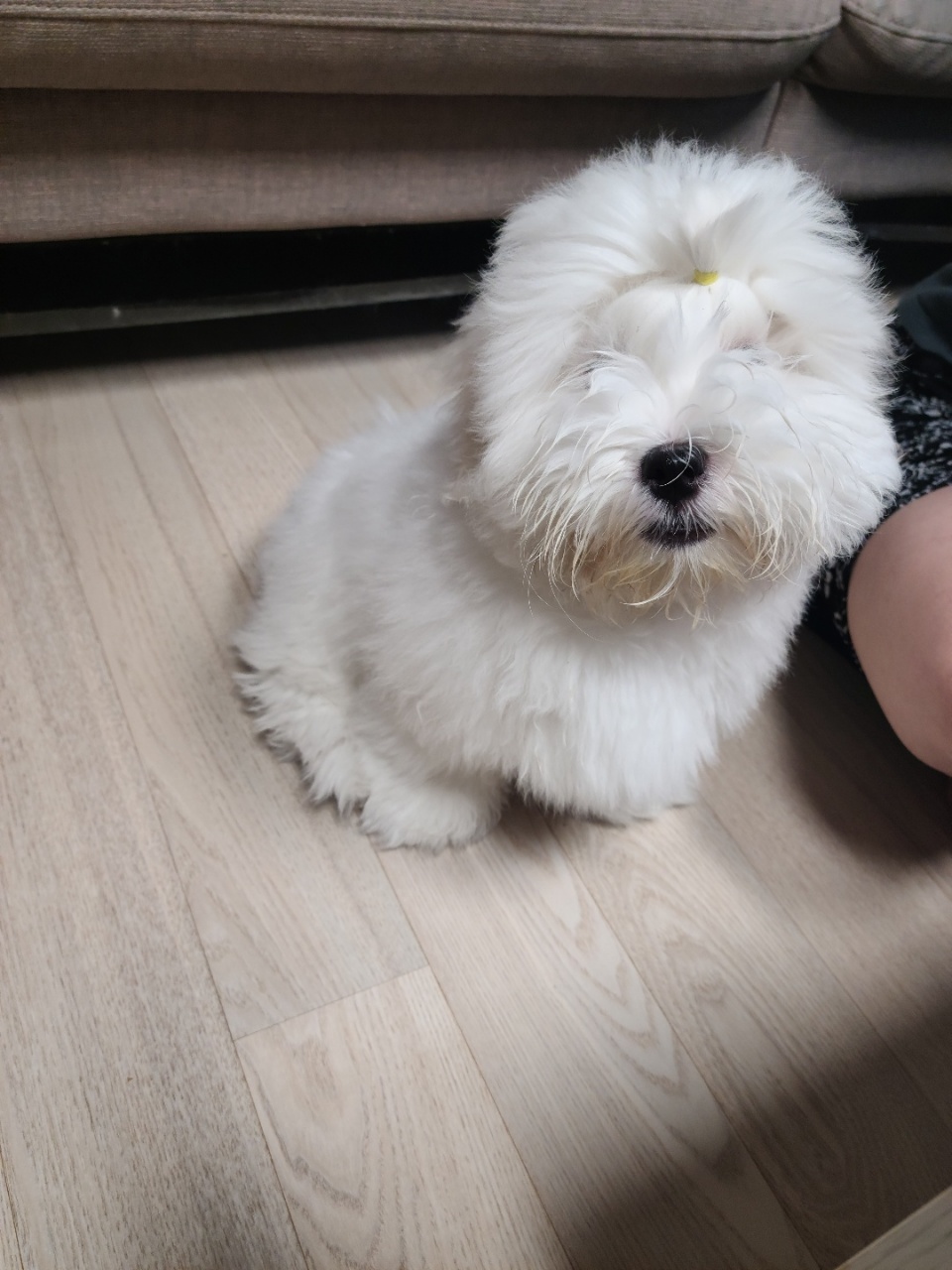 앞머리 이쁘게 묶은 꼬똥드툴레아분양클럽 분양후기에요!