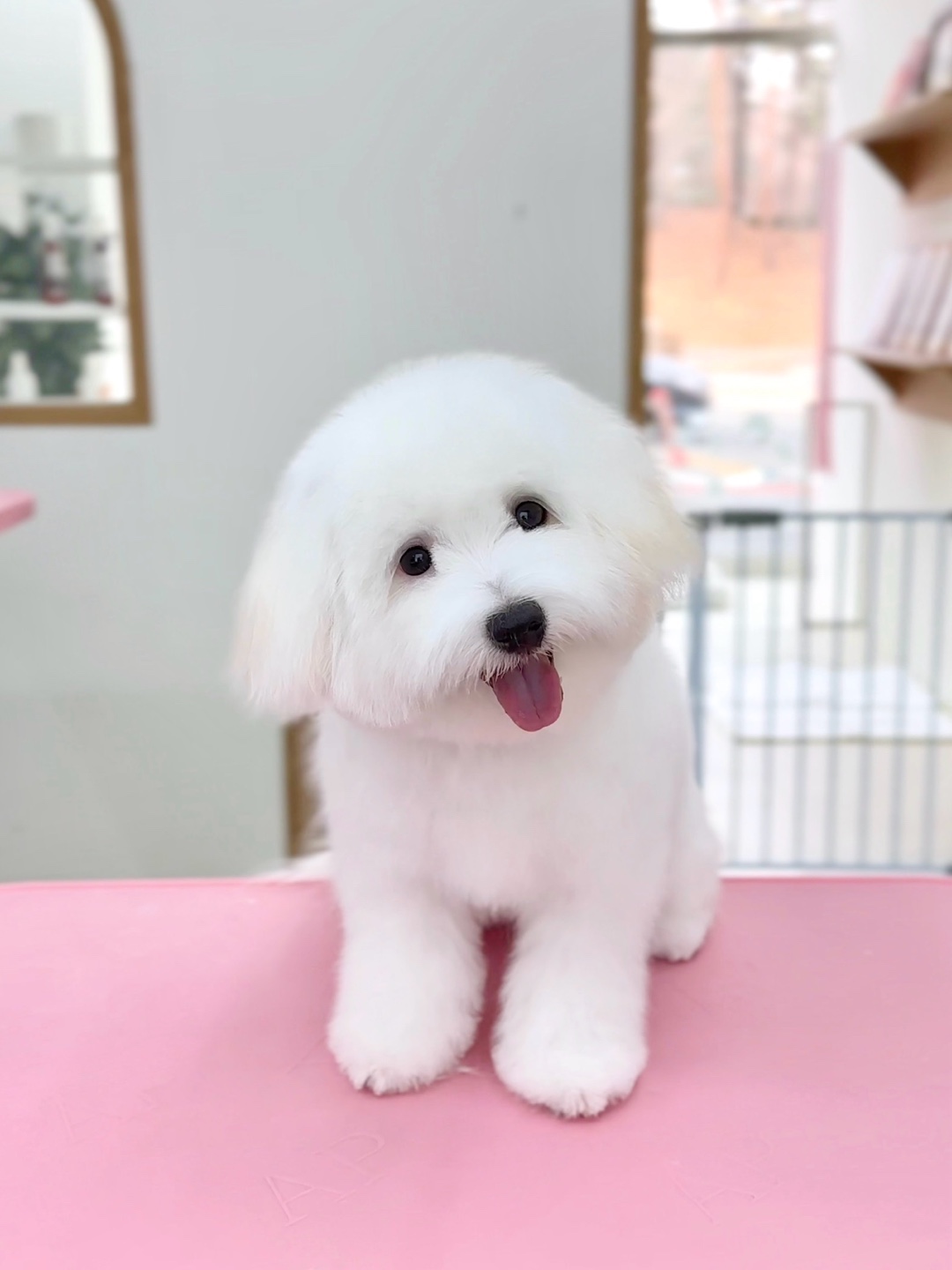 꼬똥드툴레아분양후기