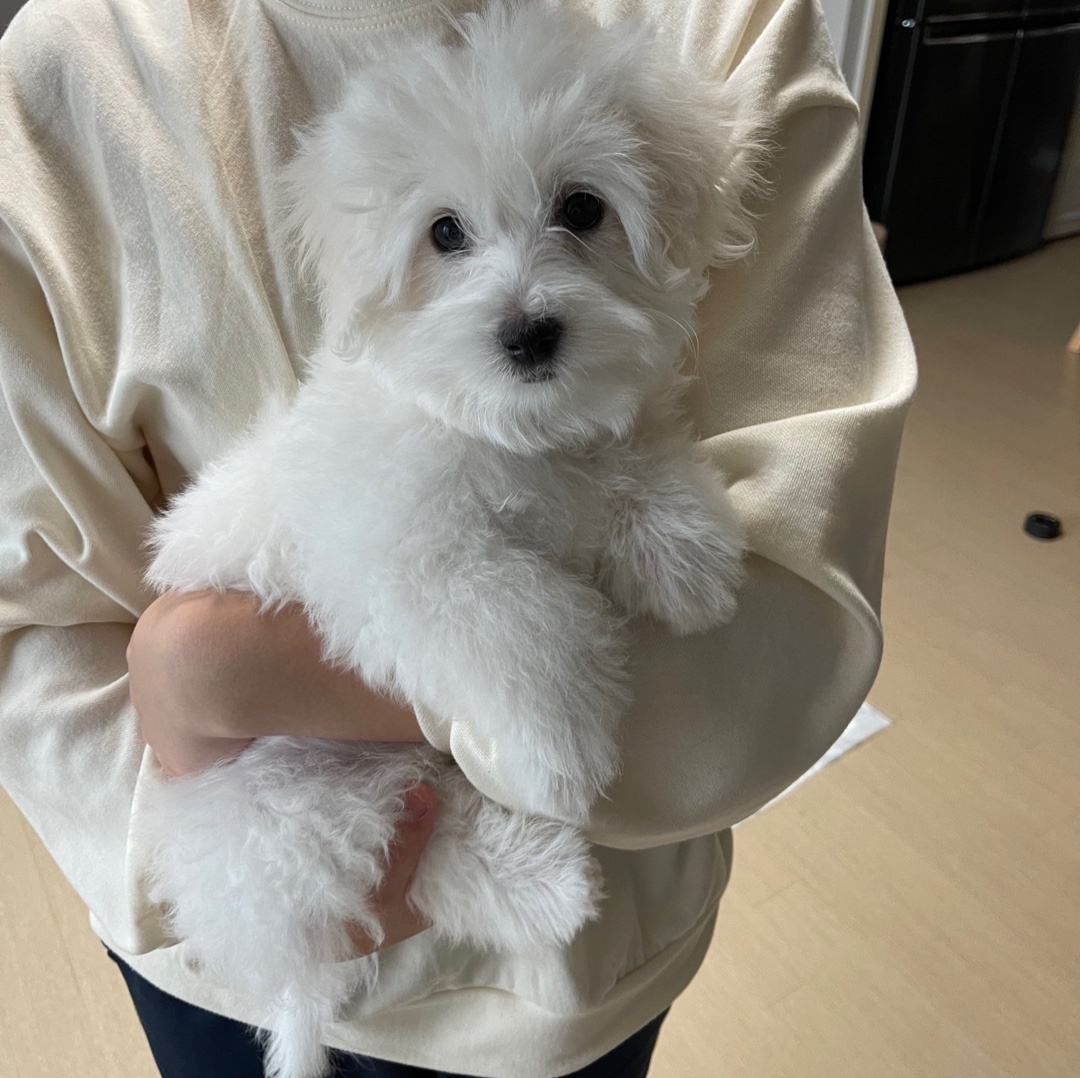 꼬똥드툴레아분양 되었어요!