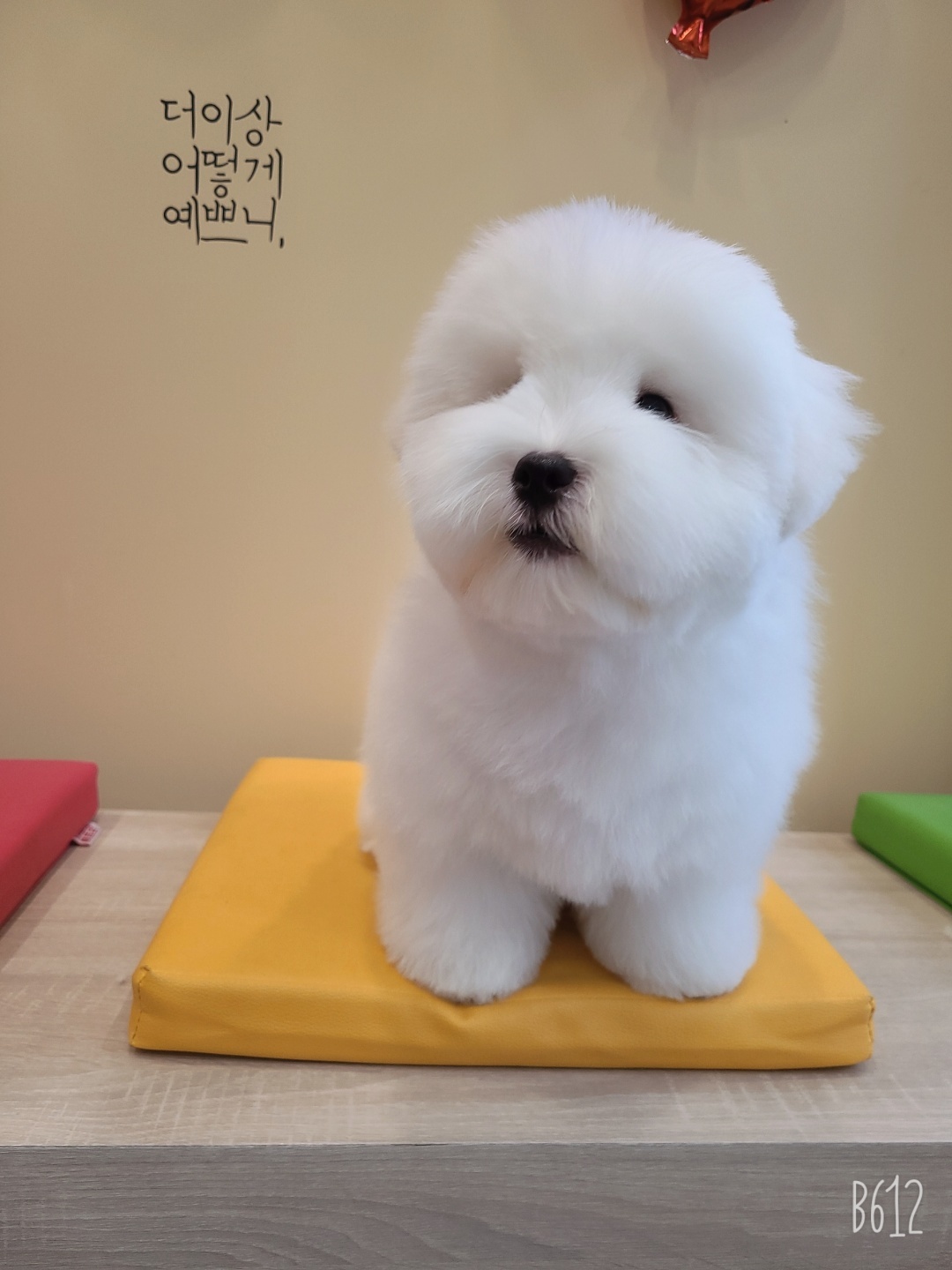 꼬똥드툴레아분양후기