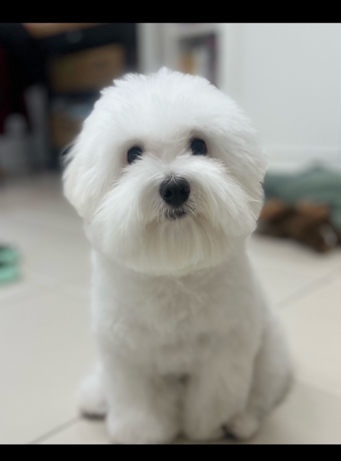 꼬똥드툴레아분양후기