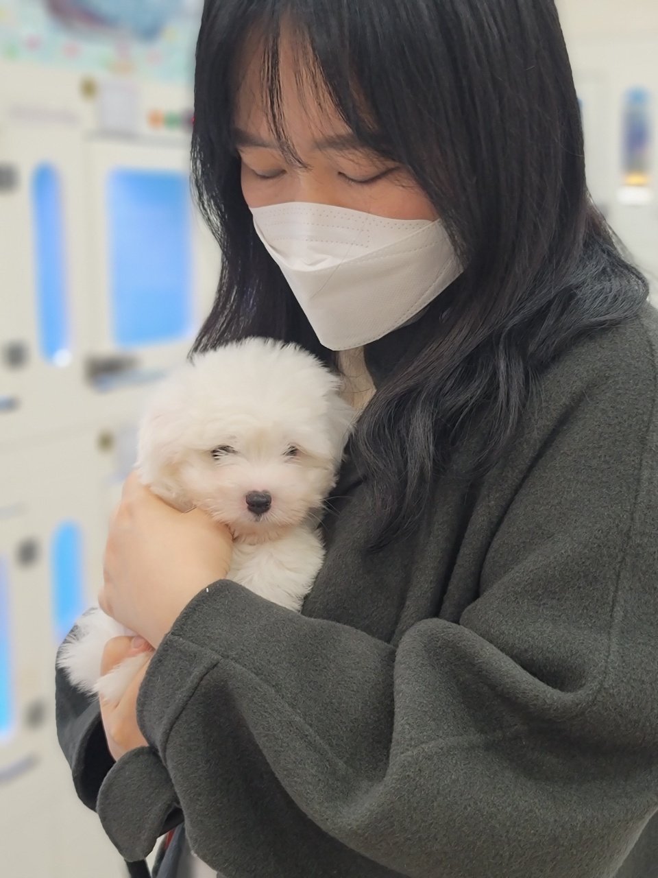 2개월령 꼬똥드툴레아분양 받으신 견주님 감사합니다