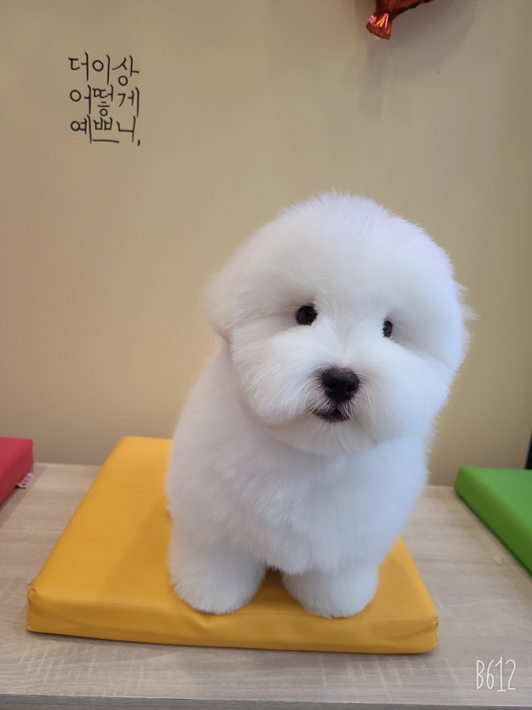 꼬똥드툴레아분양후 미용하셔서 보내주셨어요!
