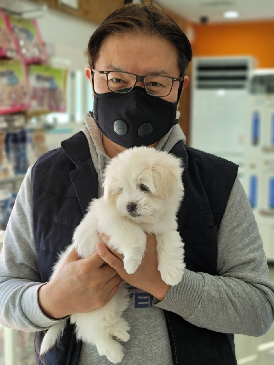 꼬똥드툴레아분양 및 입양 안내입니다!