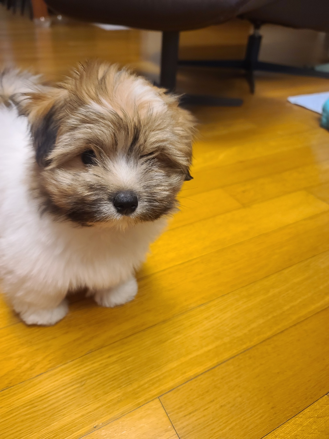 파티컬러 꼬똥드툴레아분양이 되었어요!