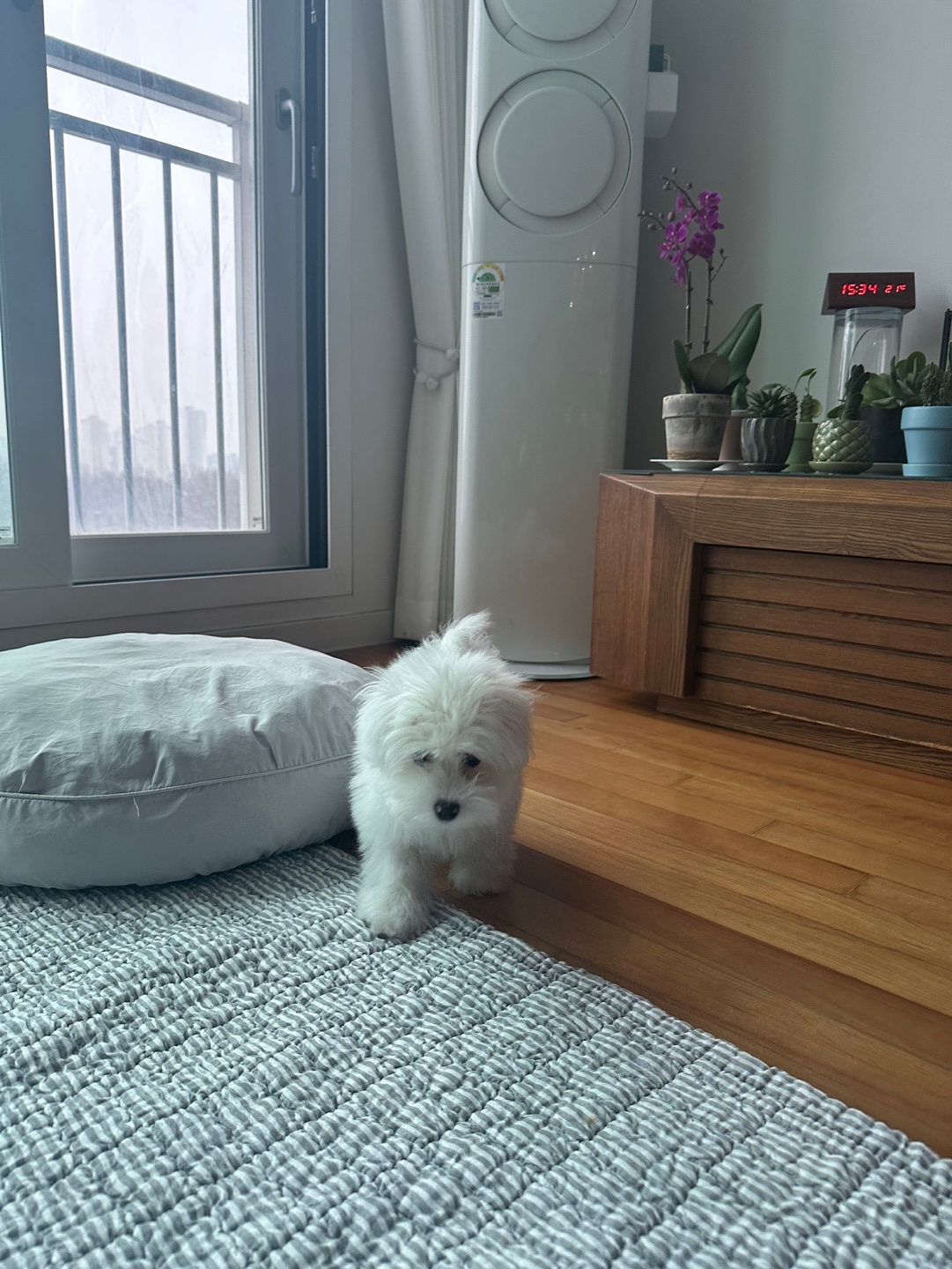 꼬똥드툴레아분양후기