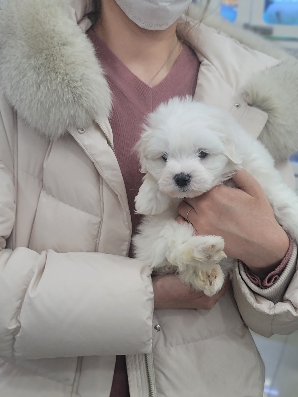 꼬똥드툴레아분양 클럽 가족이 되신걸 환영해요!!
