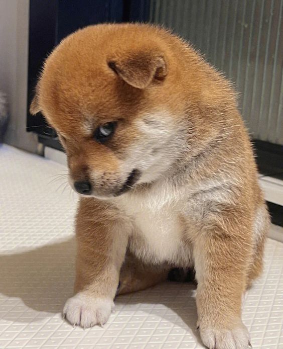 팍팍한 삶 속 귀여운 강아지 사진은 사랑입니다 : 모티브이펙트 | DAMP, OGOH