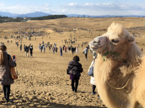 돗토리 낙타체험