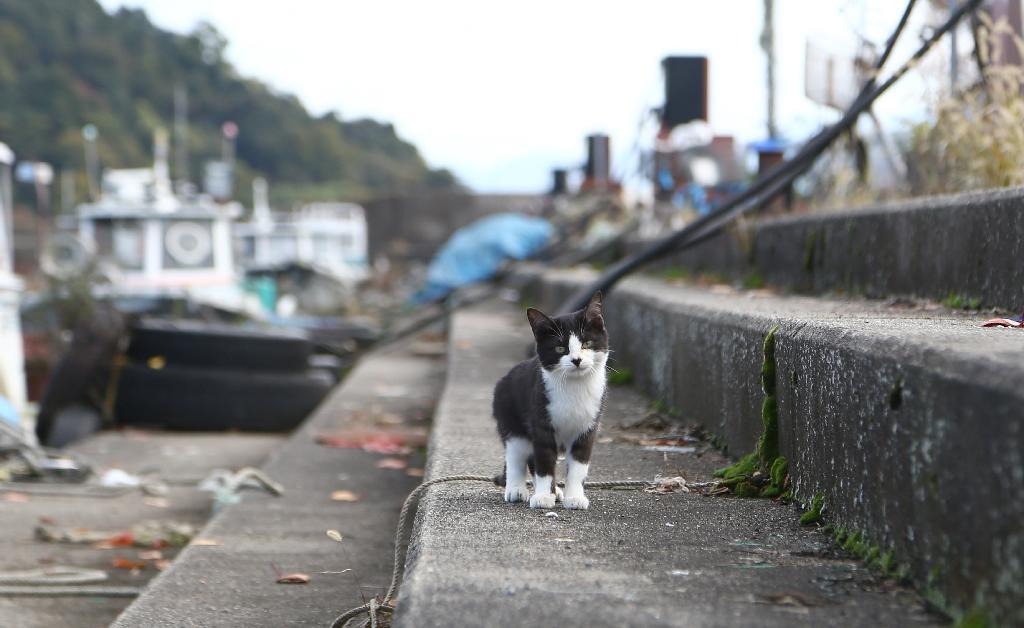 고양이섬 오키시마