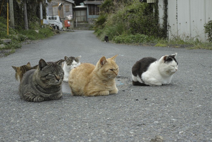 고양이섬 오키시마 식빵자세