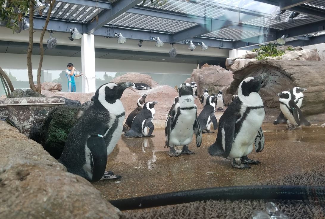 일본 펭귄
