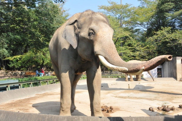 코끼리 동물원