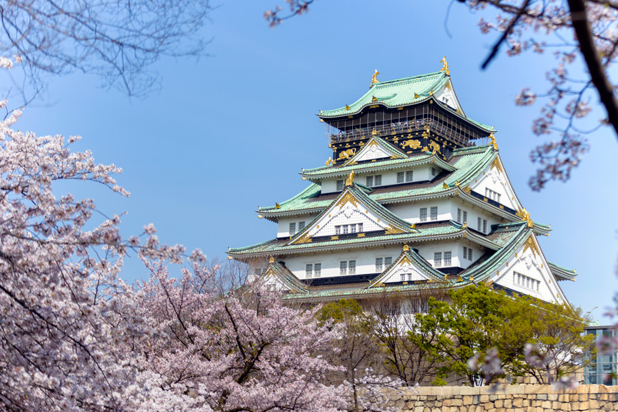 오사카 벚꽃