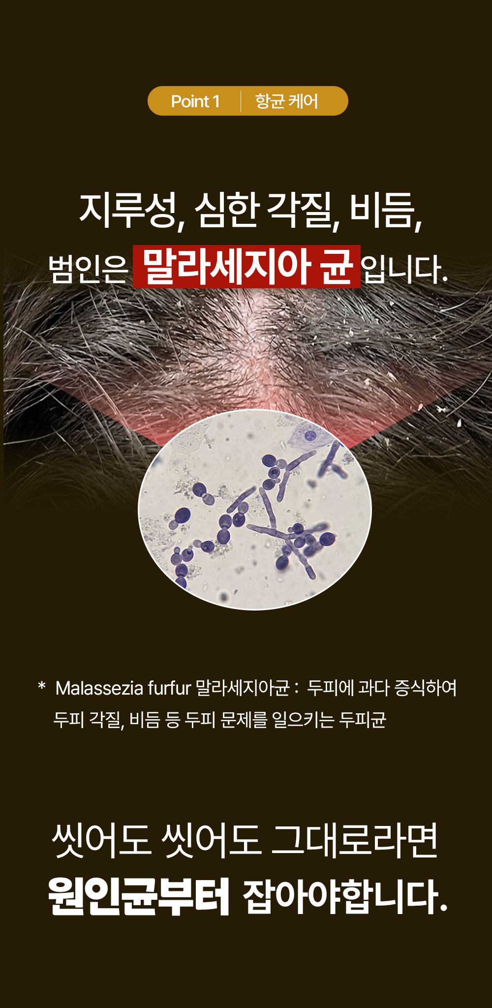 레베코코 골든드립 48K샴푸 255ml