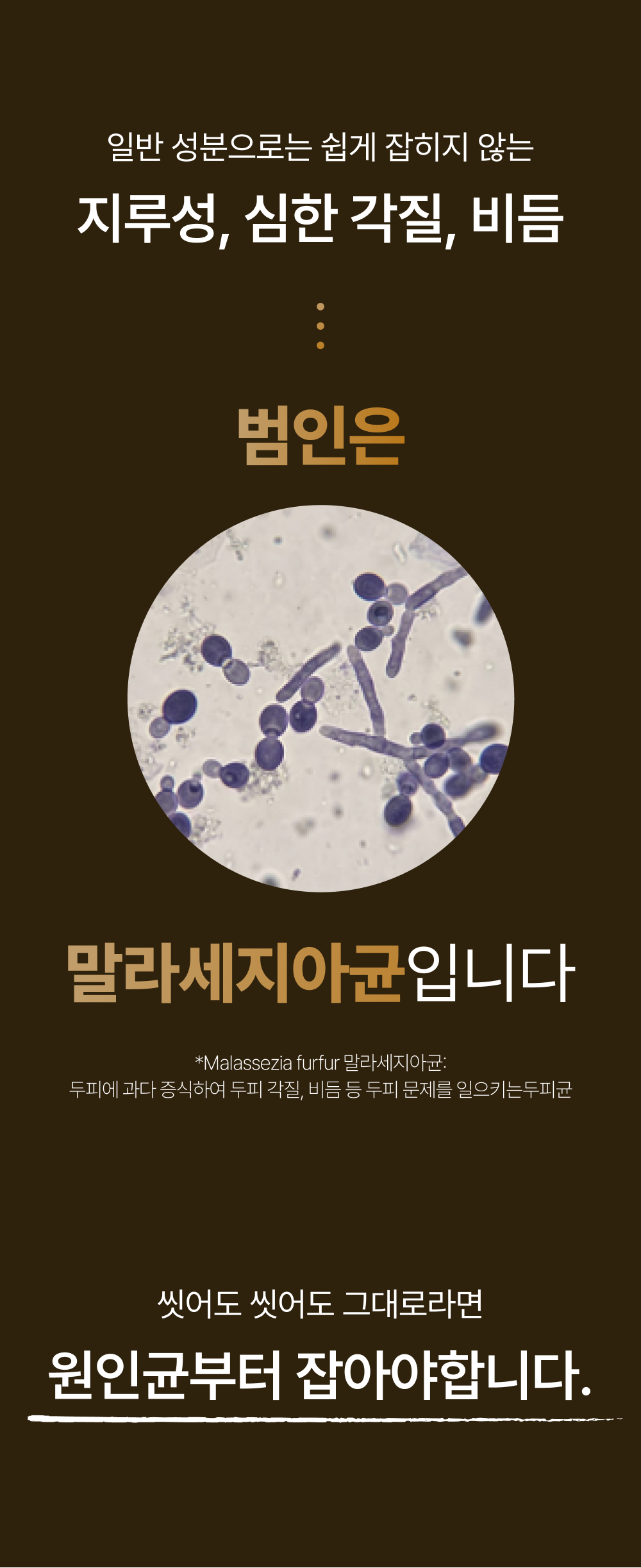 레베코코 골든드립 48K샴푸 400ml [무료배송]
