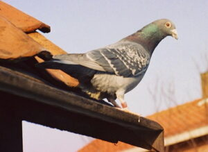 021e200a36663.png